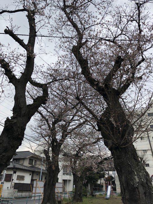 我が家の解体と咲く桜